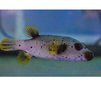 Freckled Dogface Puffer (Arothron nigropunctatus) G