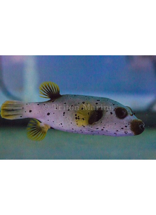Freckled Dogface Puffer (Arothron nigropunctatus) G