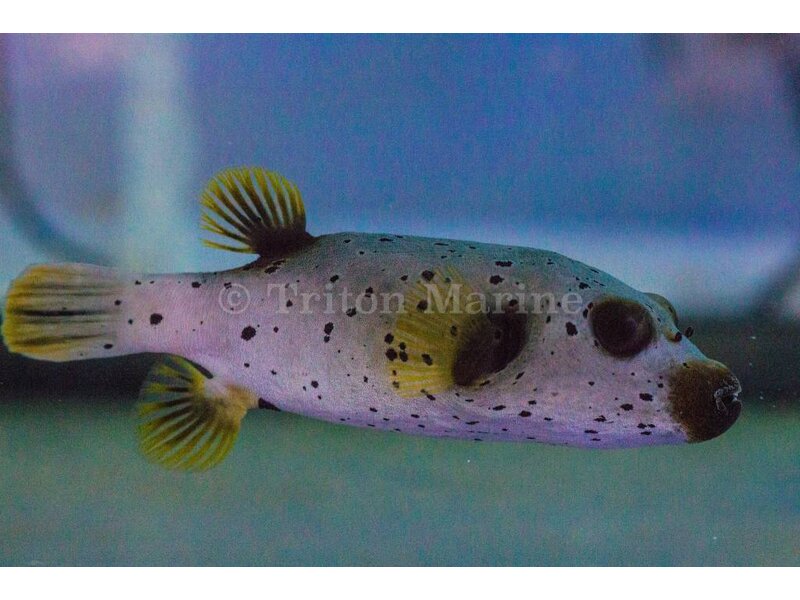 Freckled Dogface Puffer (Arothron nigropunctatus) G