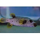 Freckled Dogface Puffer (Arothron nigropunctatus) G
