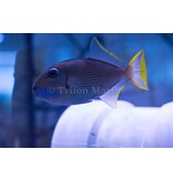 Blue Throat Triggerfish (Xanthichthys auromarginatus) Male G