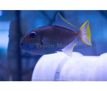 Blue Throat Triggerfish (Xanthichthys auromarginatus) Male G