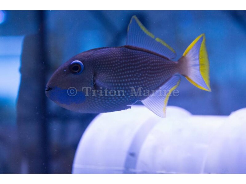 Blue Throat Triggerfish (Xanthichthys auromarginatus) Male G
