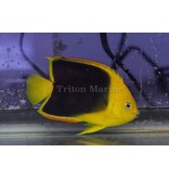 Rock Beauty Angelfish (Holacanthus tricolor) G