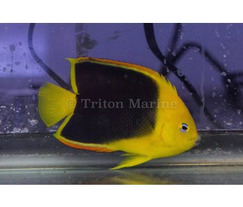 Rock Beauty Angelfish (Holacanthus tricolor) G
