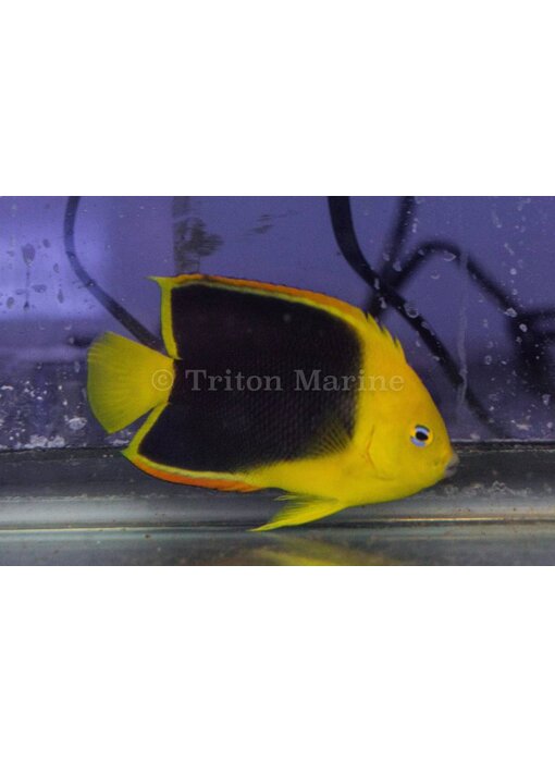 Rock Beauty Angelfish (Holacanthus tricolor) G