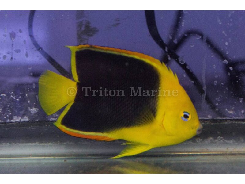Rock Beauty Angelfish (Holacanthus tricolor) G