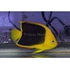 Rock Beauty Angelfish (Holacanthus tricolor) G