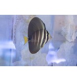 Sailfin Tang (Zebrasoma velifer) G