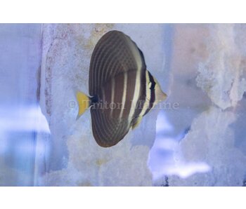 Sailfin Tang (Zebrasoma velifer) G