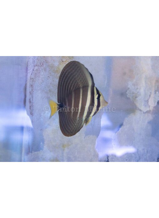 Sailfin Tang (Zebrasoma velifer) G