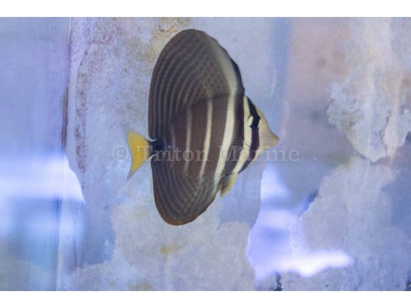 Sailfin Tang (Zebrasoma velifer) G