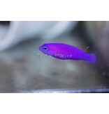 Purple Dottyback (Pseudochromis porphyreus) G