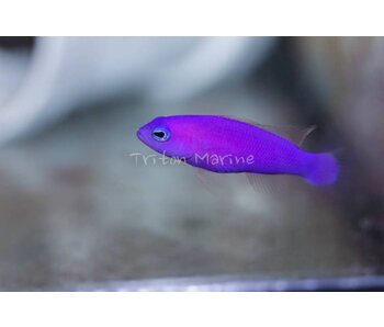 Purple Dottyback (Pseudochromis porphyreus) G