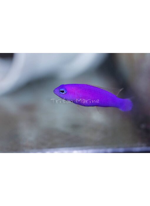 Purple Dottyback (Pseudochromis porphyreus) G