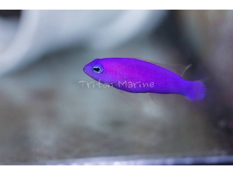 Purple Dottyback (Pseudochromis porphyreus) G