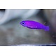 Purple Dottyback (Pseudochromis porphyreus) G