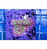 JF Day Glo Favia Frag