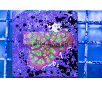 JF Day Glo Favia Frag