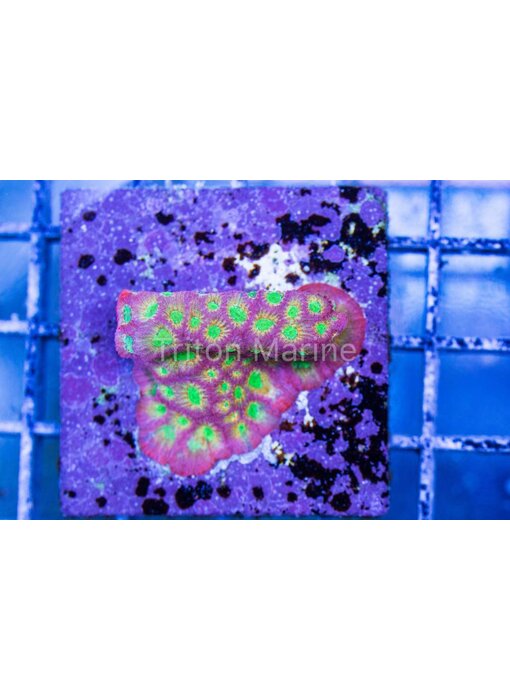 JF Day Glo Favia Frag