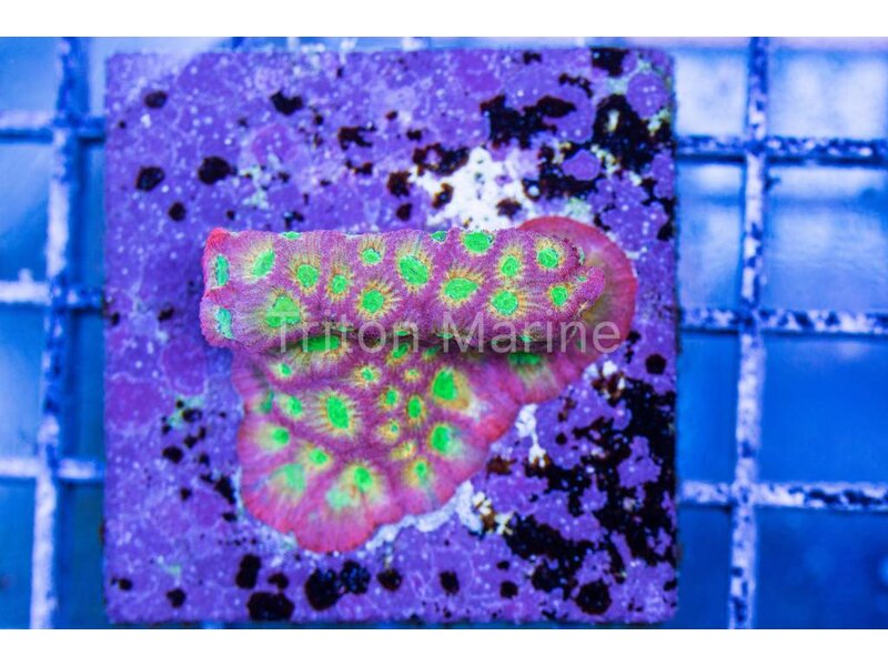 JF Day Glo Favia Frag