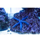 Linckia Sea Star, Blue (Linckia laevigata)