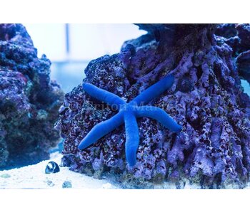 Linckia Sea Star, Blue (Linckia laevigata)