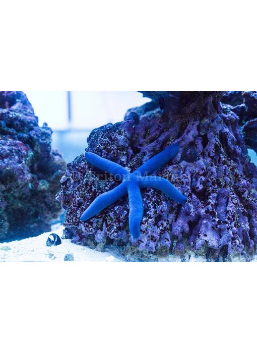 Linckia Sea Star, Blue (Linckia laevigata)