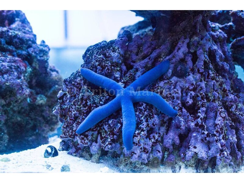 Linckia Sea Star, Blue (Linckia laevigata)