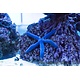 Linckia Sea Star, Blue (Linckia laevigata)