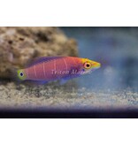 Mystery Wrasse (Pseudocheilinus ocellatus)