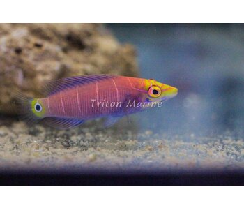 Mystery Wrasse (Pseudocheilinus ocellatus)
