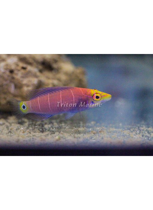 Mystery Wrasse (Pseudocheilinus ocellatus)