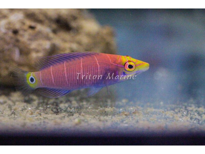 Mystery Wrasse (Pseudocheilinus ocellatus)