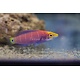 Mystery Wrasse (Pseudocheilinus ocellatus)