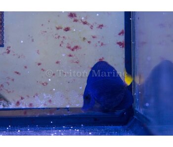 Purple Tang  (Zebrasoma xanthurum) G