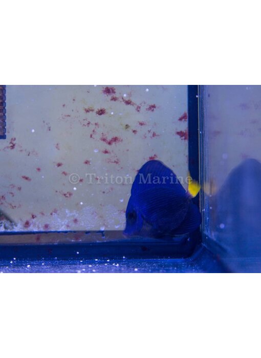 Purple Tang  (Zebrasoma xanthurum) G