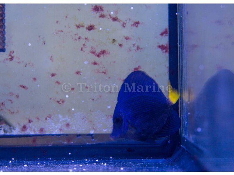 Purple Tang  (Zebrasoma xanthurum) G