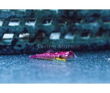 Moyer's Red Dragonet (Synchiropus moyeri)