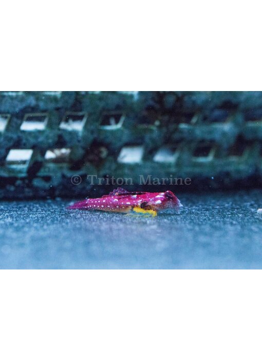 Moyer's Red Dragonet (Synchiropus moyeri)