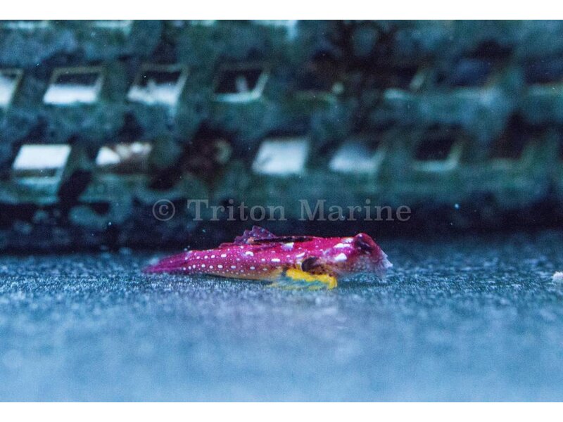 Moyer's Red Dragonet (Synchiropus moyeri)