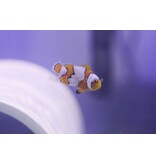Snow Onyx Clownfish (Amphiprion ocellaris x percula) Captive Bred G