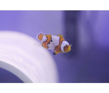 Snow Onyx Clownfish (Amphiprion ocellaris x percula) Captive Bred G