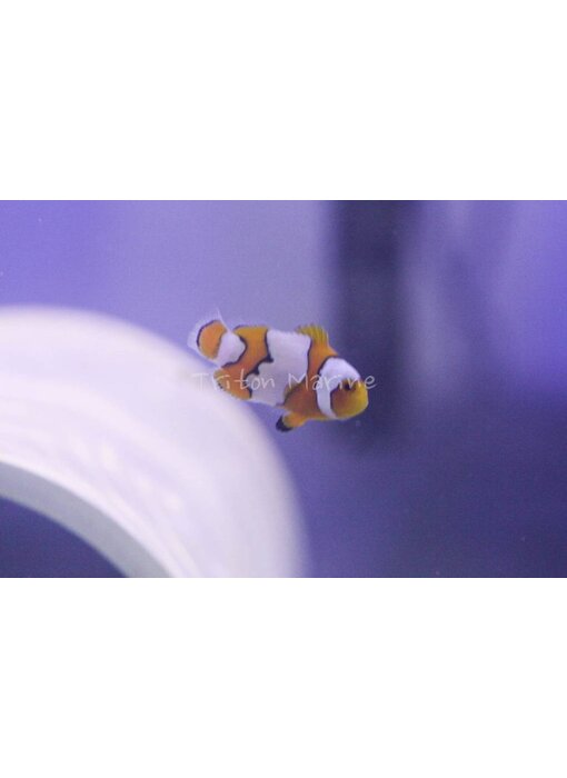 Snow Onyx Clownfish (Amphiprion ocellaris x percula) Captive Bred G