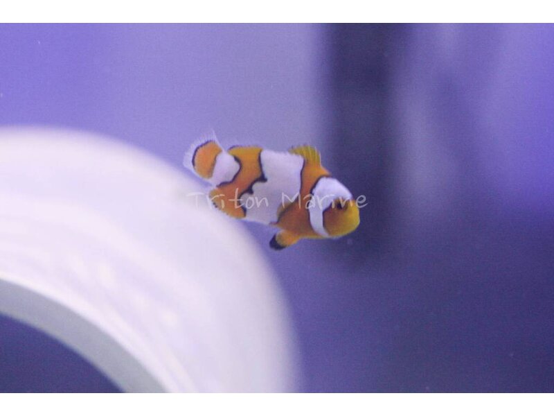 Snow Onyx Clownfish (Amphiprion ocellaris x percula) Captive Bred G