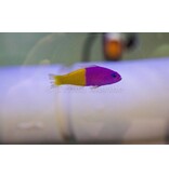 Bicolor Dottyback (Pictichromis paccagnellae) G
