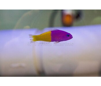 Bicolor Dottyback (Pictichromis paccagnellae) G