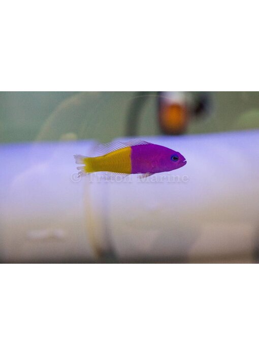 Bicolor Dottyback (Pictichromis paccagnellae) G