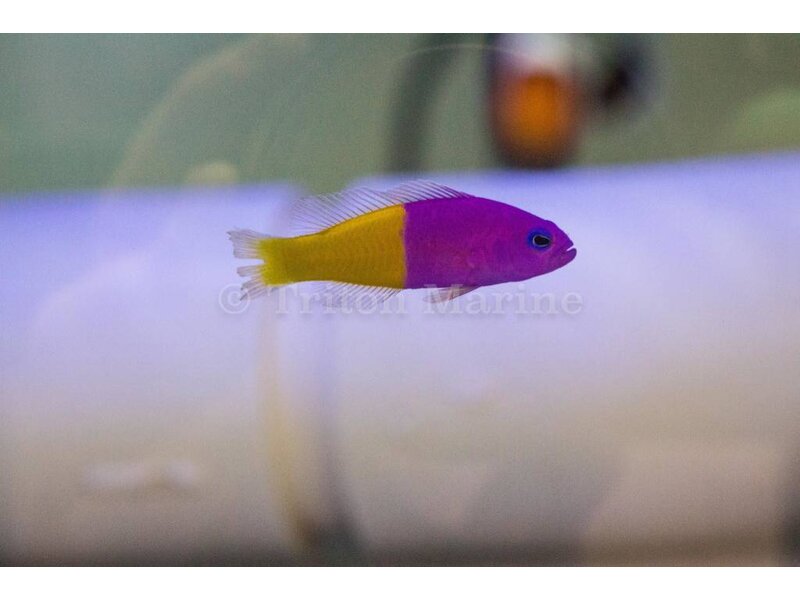 Bicolor Dottyback (Pictichromis paccagnellae) G