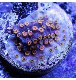 Cyphastrea Frag